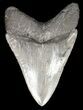Serrated, Bluish-Grey, Megalodon Tooth - Georgia #52410-2